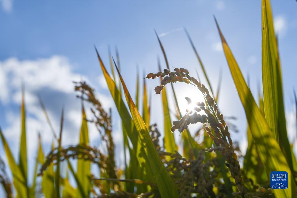 巴黎人菠菜登录